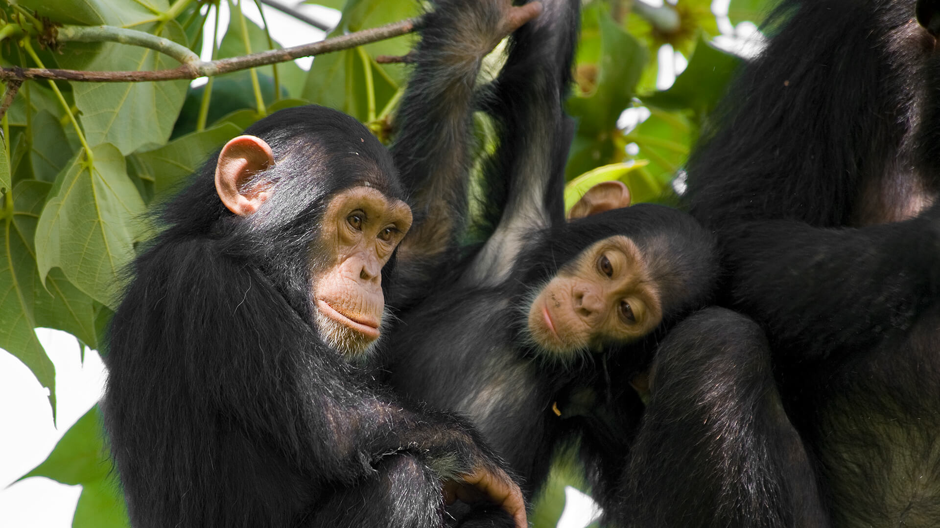 Two young chimpanzees sitting in a green leafy tree next to an adult