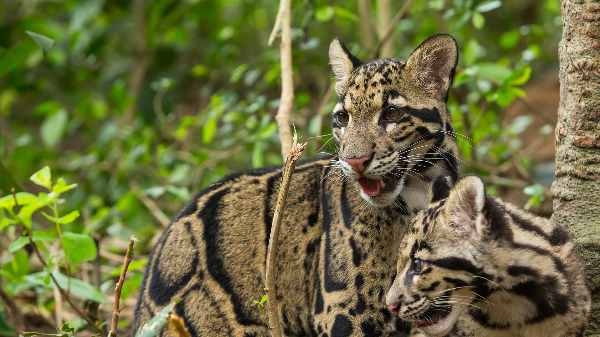 Clouded leopard mother and young cub in densely foliaged jungle