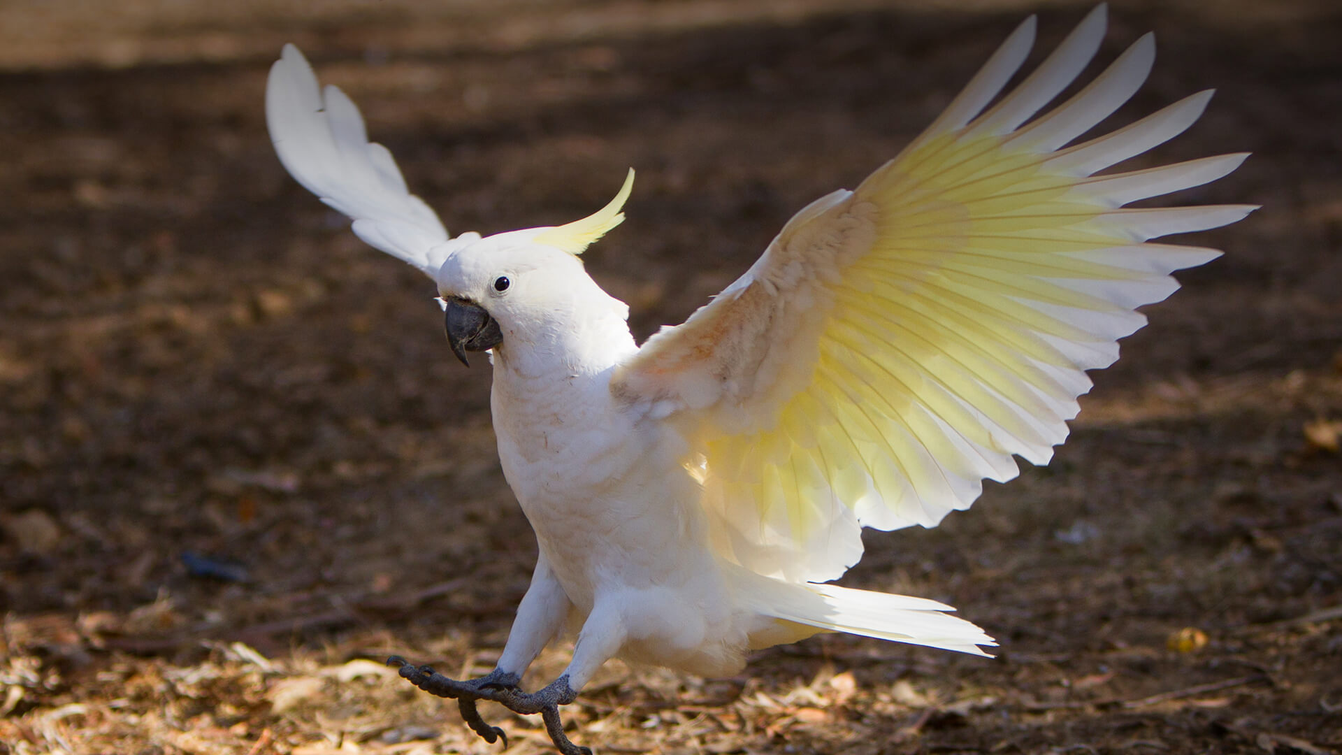 Sulphur-crested cockatoo landing on fallen leaves.