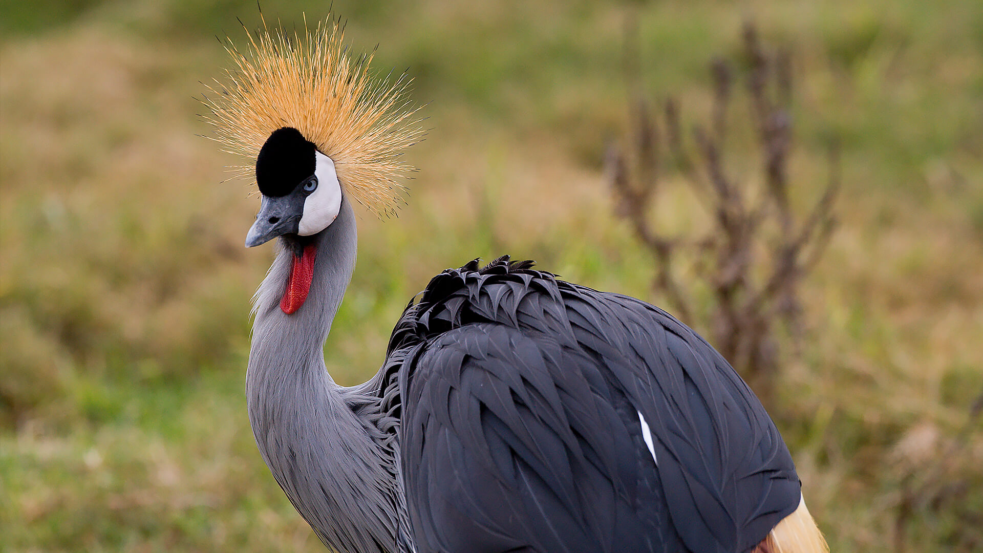 East African Crowned Crane