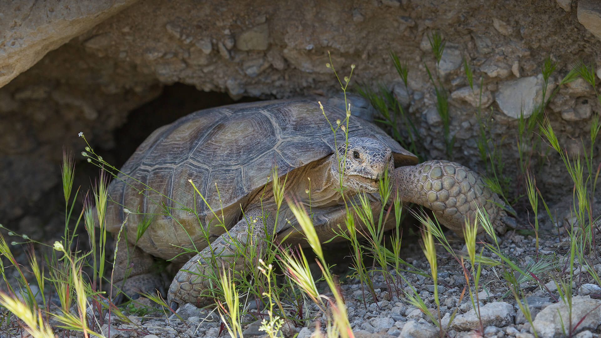 During the hottest part of summer, desert tortoises descend into deep burrows for a period of estivation