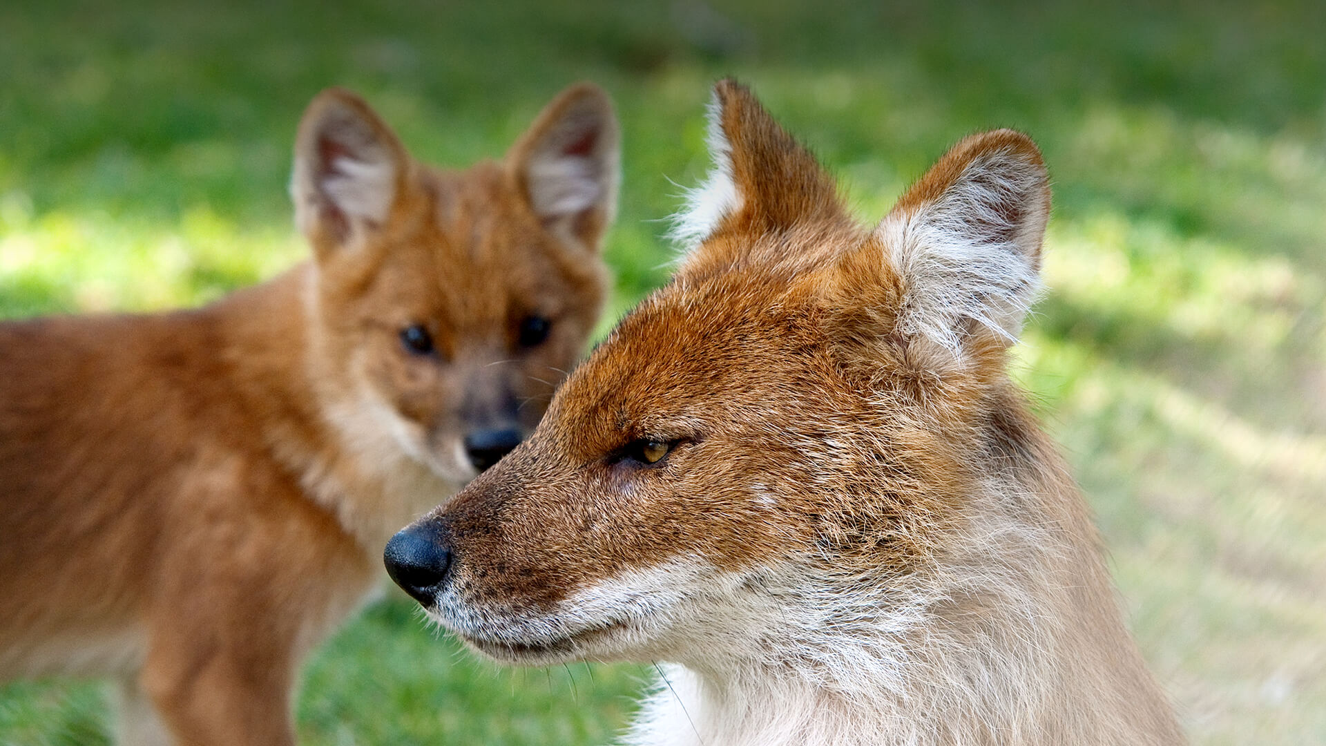 A female dhole looks straight left as one of her pups stands behind her