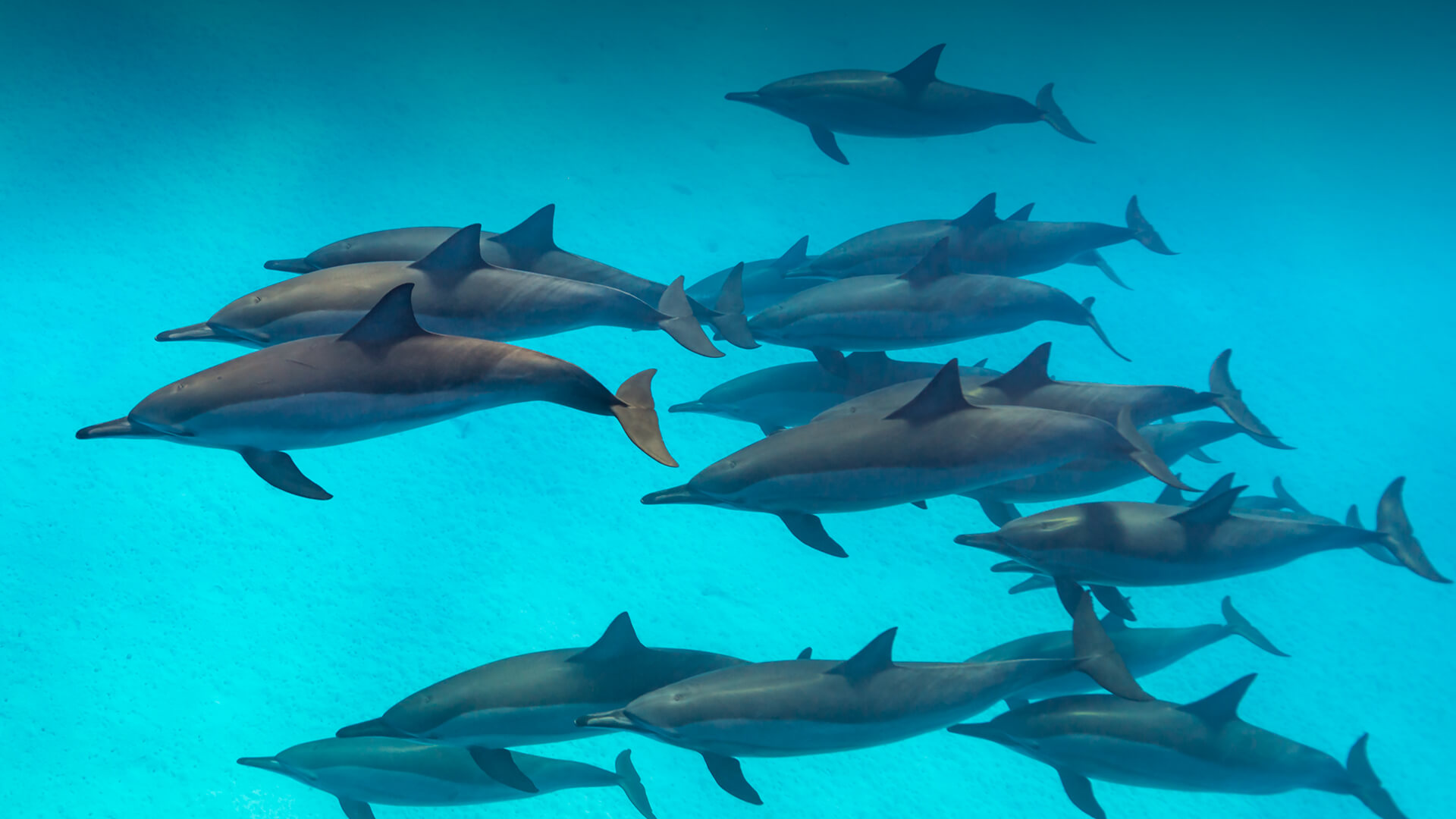 A large pod of Spinner dolphins swimming in clear turquoise water