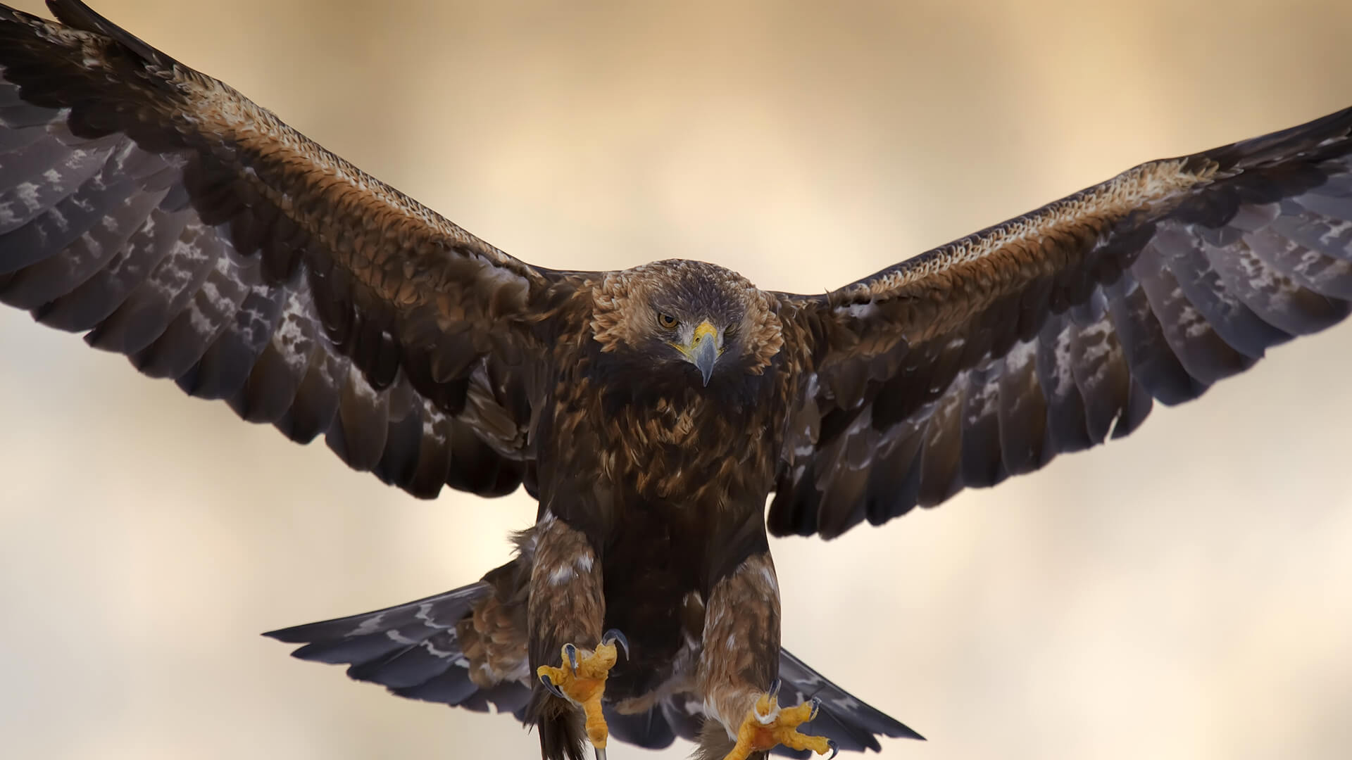 Golden eagle with wings spread and talons extended as it goes in for a landing
