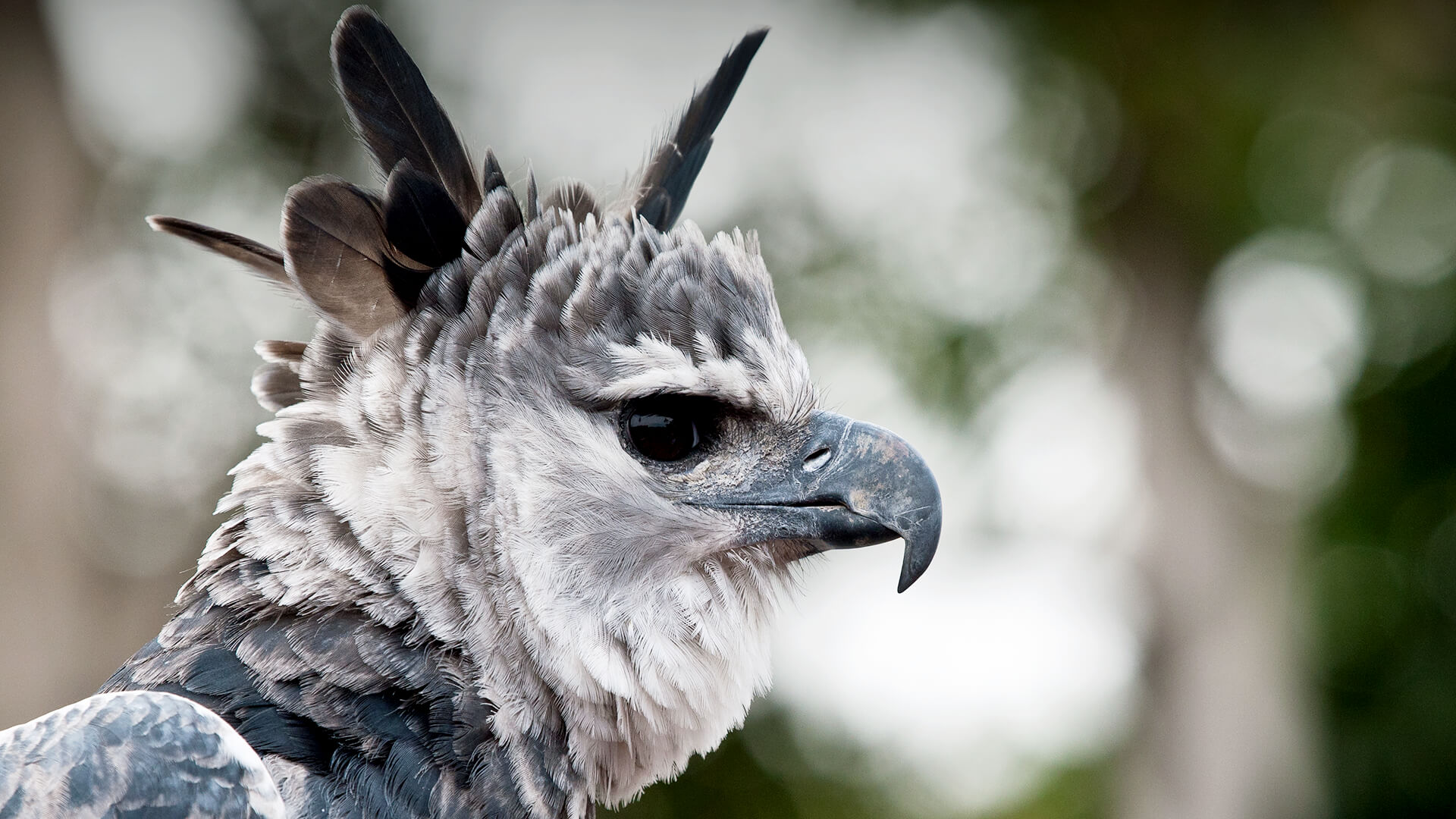 Harpy Eagle profile