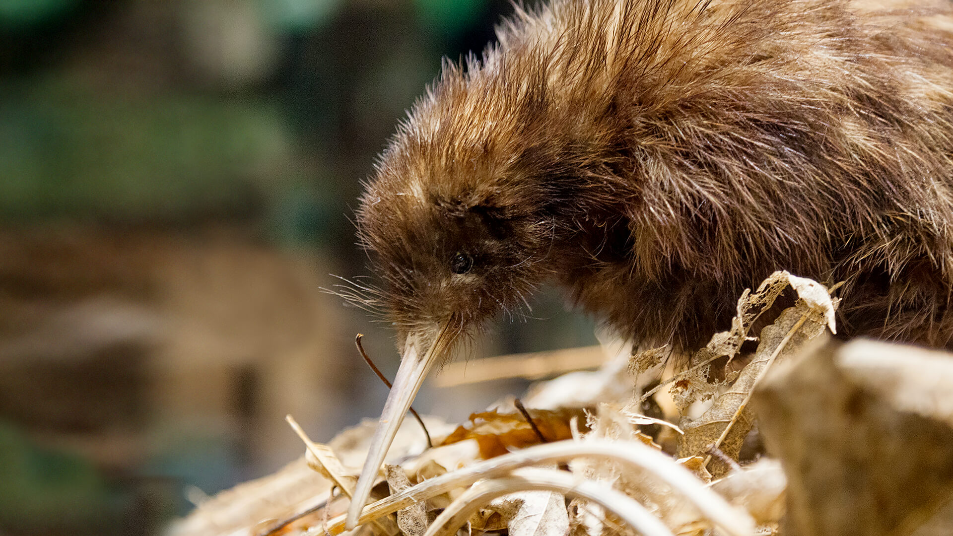 Kiwi looking down at dried leaf covered ground.