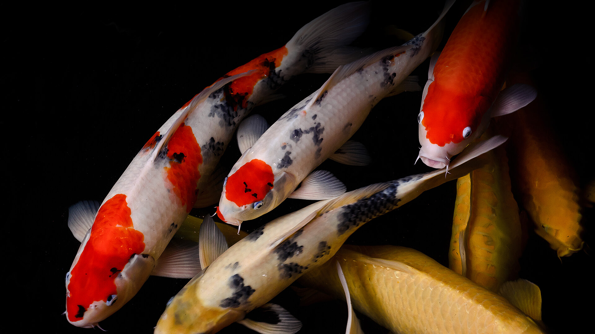 A group of multi-colored koi fish swim in dark water