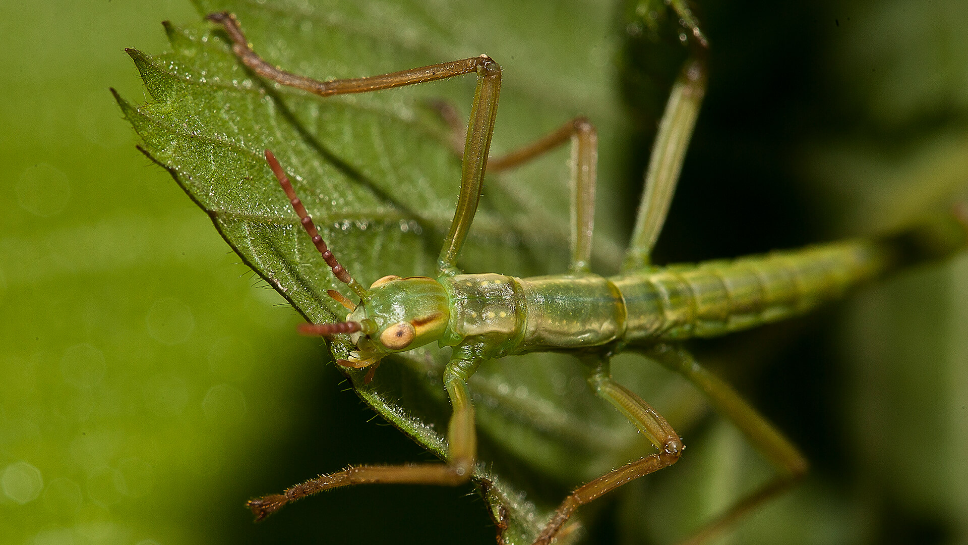 Juvenile Lord Howe island stick insect on green leaf