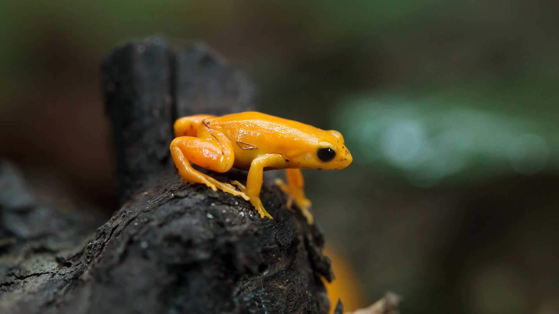 Close-up of a Madagascar Golden mantella frog sitting on a dark brown log