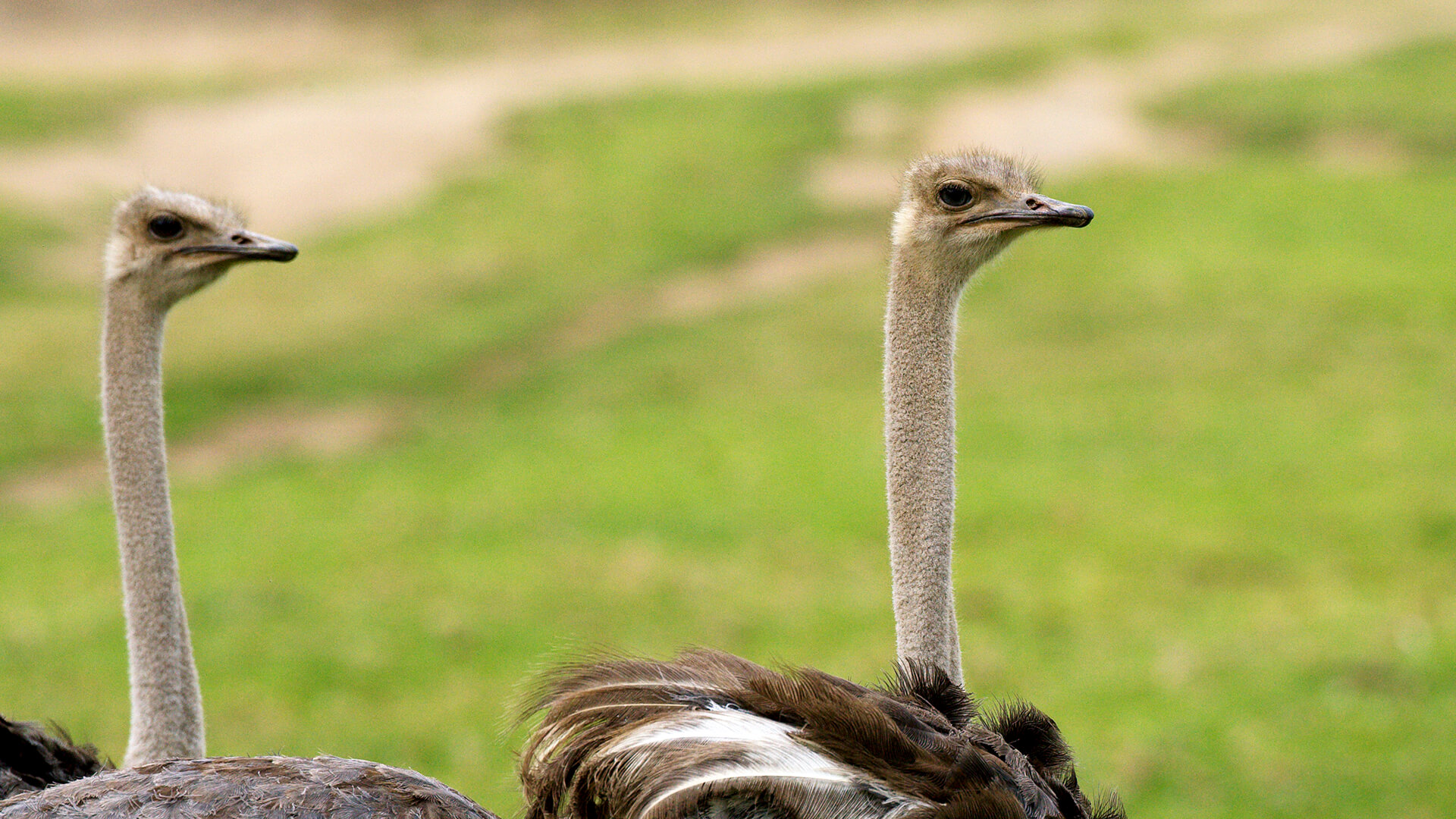 A pair of ostriches in front of a large green grassy field.