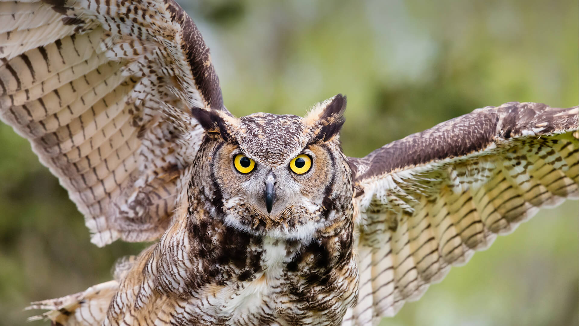 Great horned owl in flight.