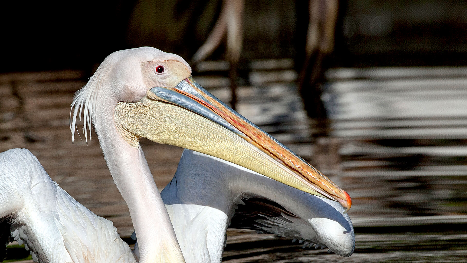 Great White pelican