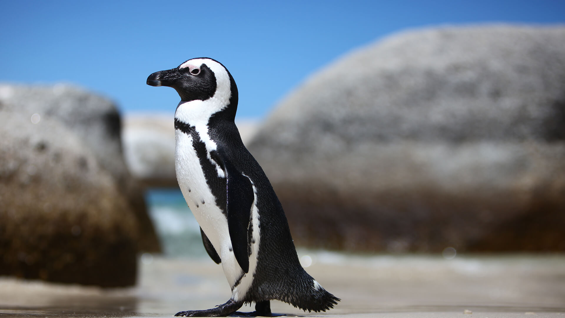 African penguin walking across beach in South Africa.