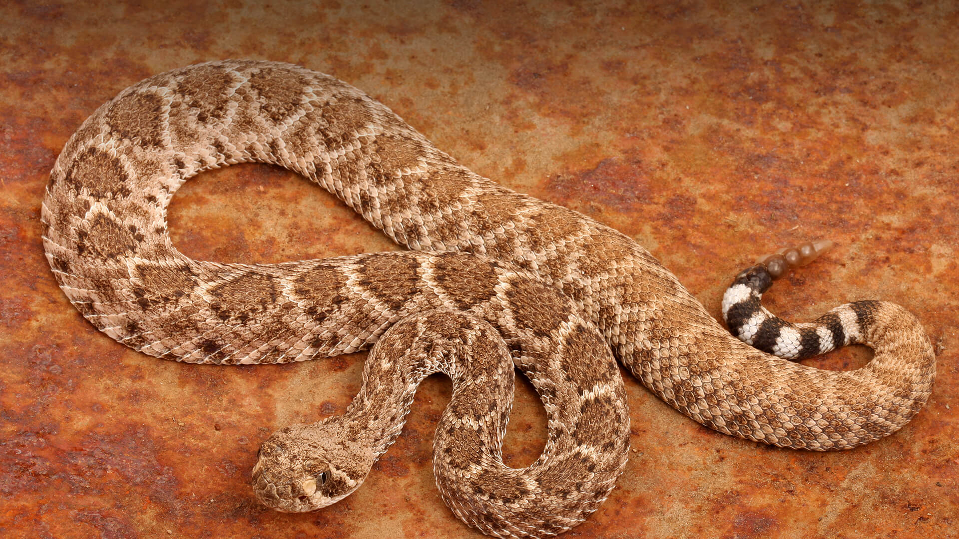 Western diamondback rattlesnake on rust red stone