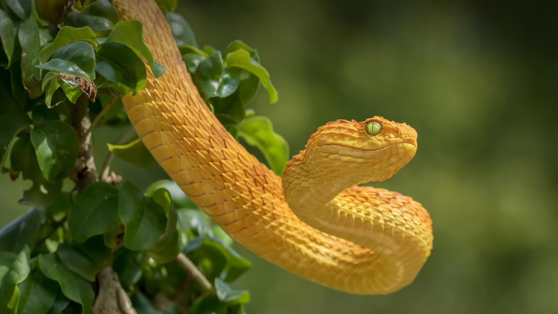 Yellow bush viper