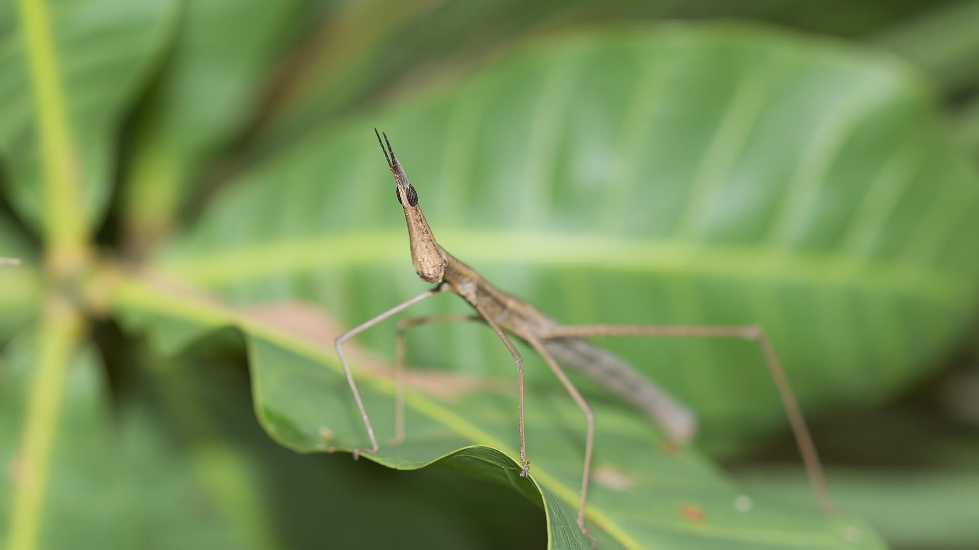 Stick Insect | San Diego Zoo Animals & Plants
