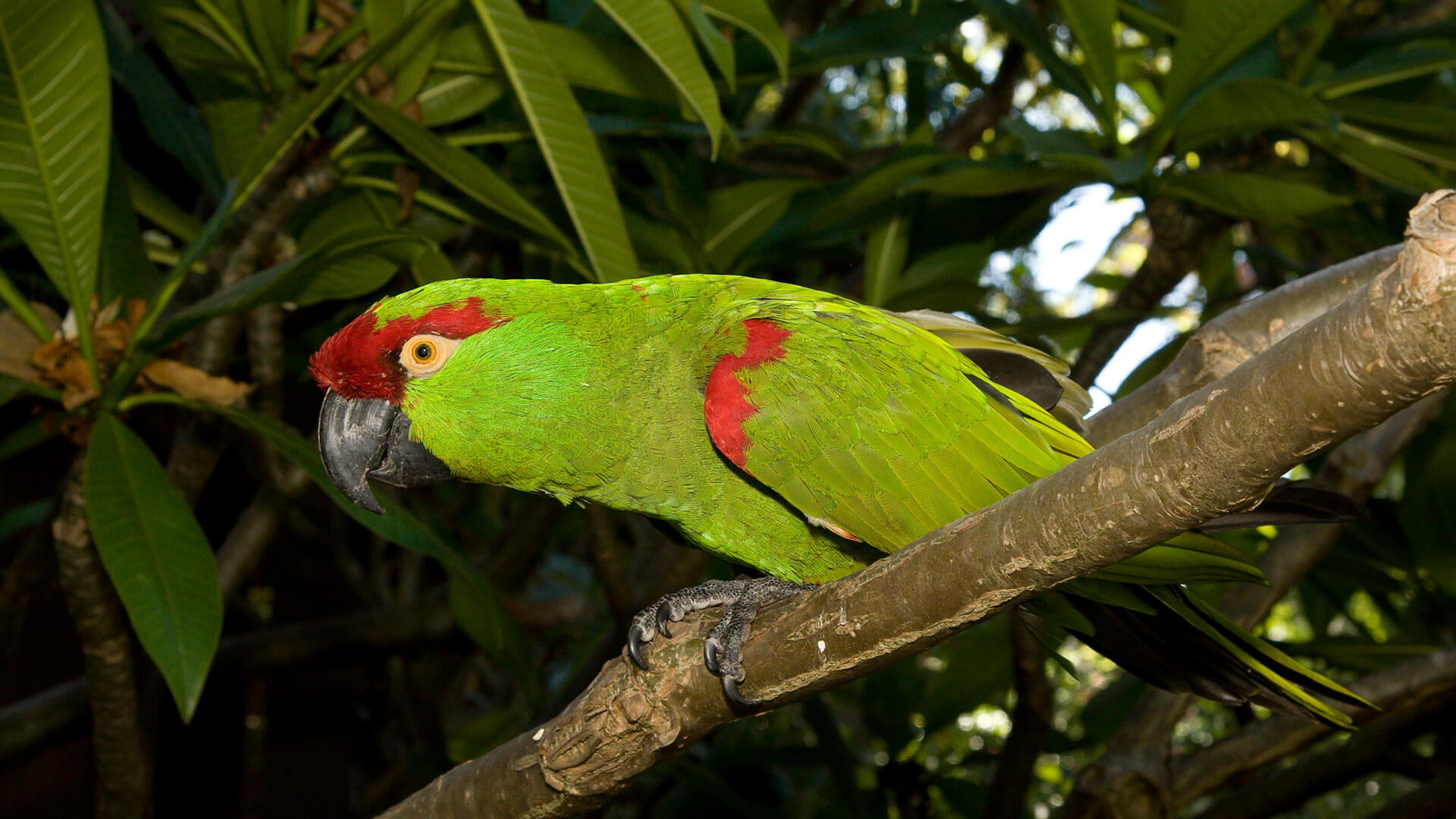 Thick-billed parrot sitting in a plumeria tree