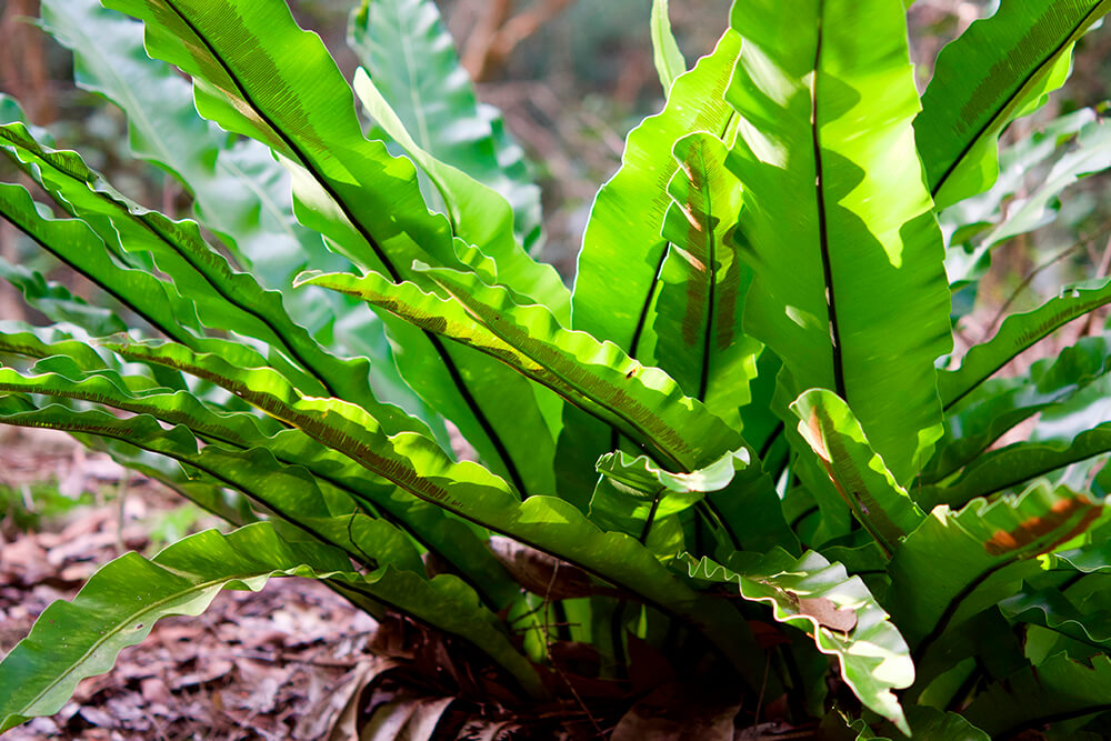 Bird s nest Fern San Diego Zoo Animals Plants