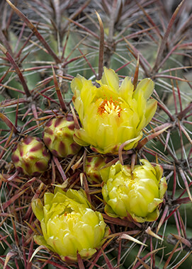 Barrel Cactus yellow blooms