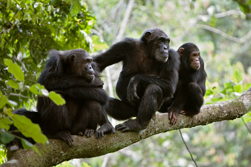 Resultado de imagen de chimpanzee