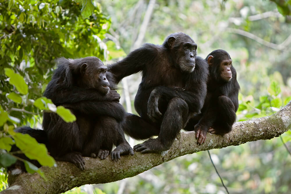 Chimpanzee | San Diego Zoo Animals & Plants