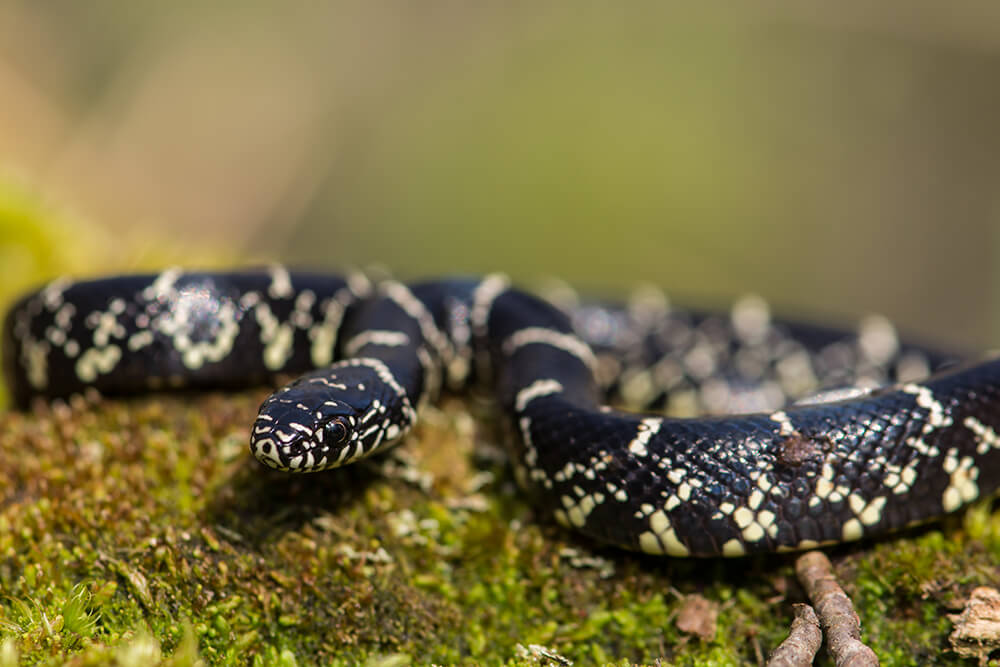 kingsnake-san-diego-zoo-animals-plants