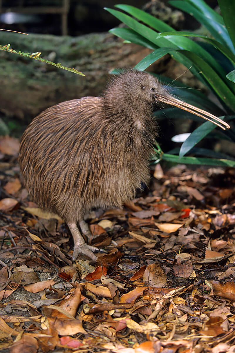 Kiwi | San Diego Zoo Animals & Plants