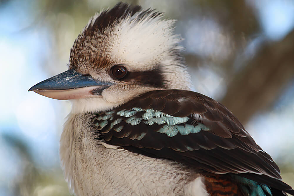 kookaburra teddy