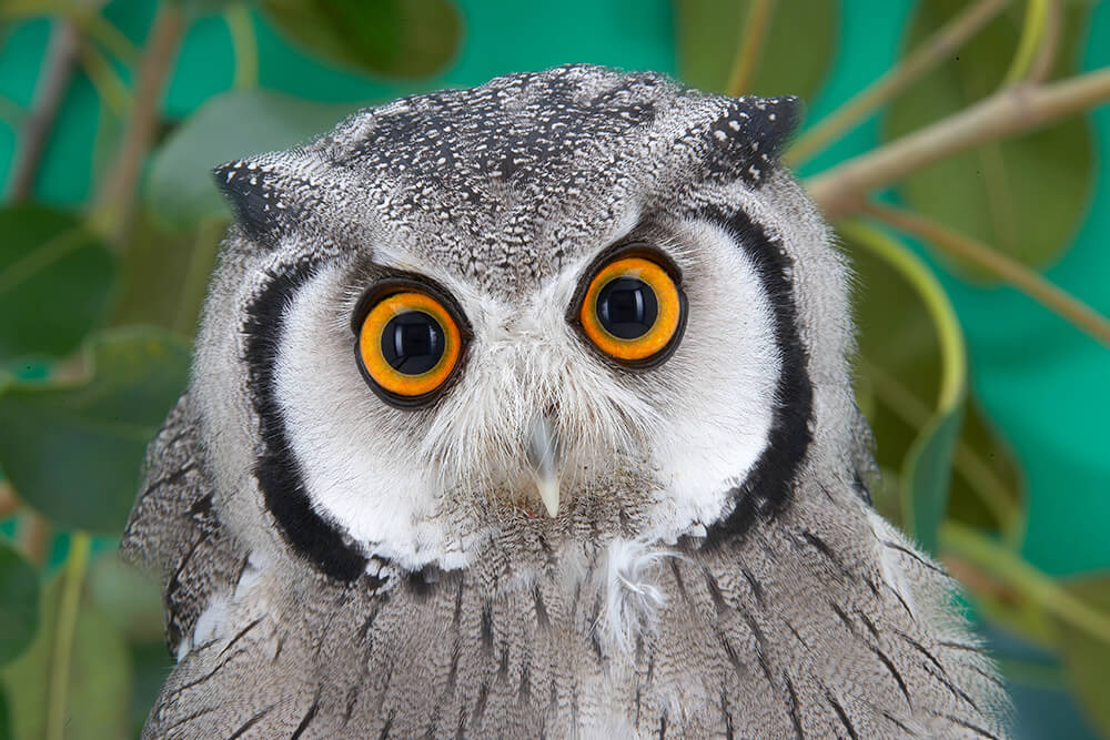 owl_southern_white_faced.jpg