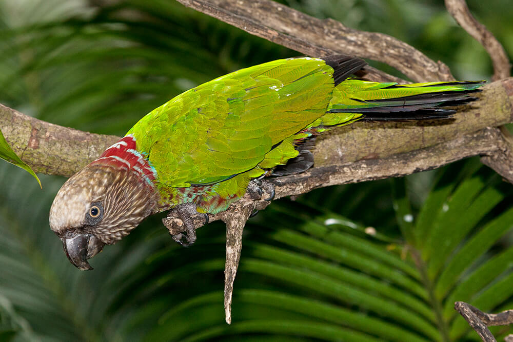 Hawk Head Parrot Diet