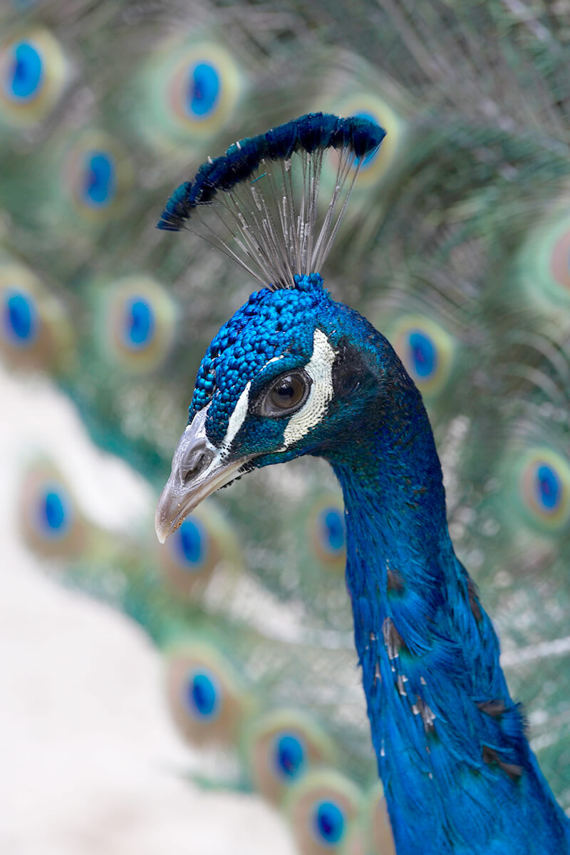What are some of the distinguishing physical traits of peacocks?