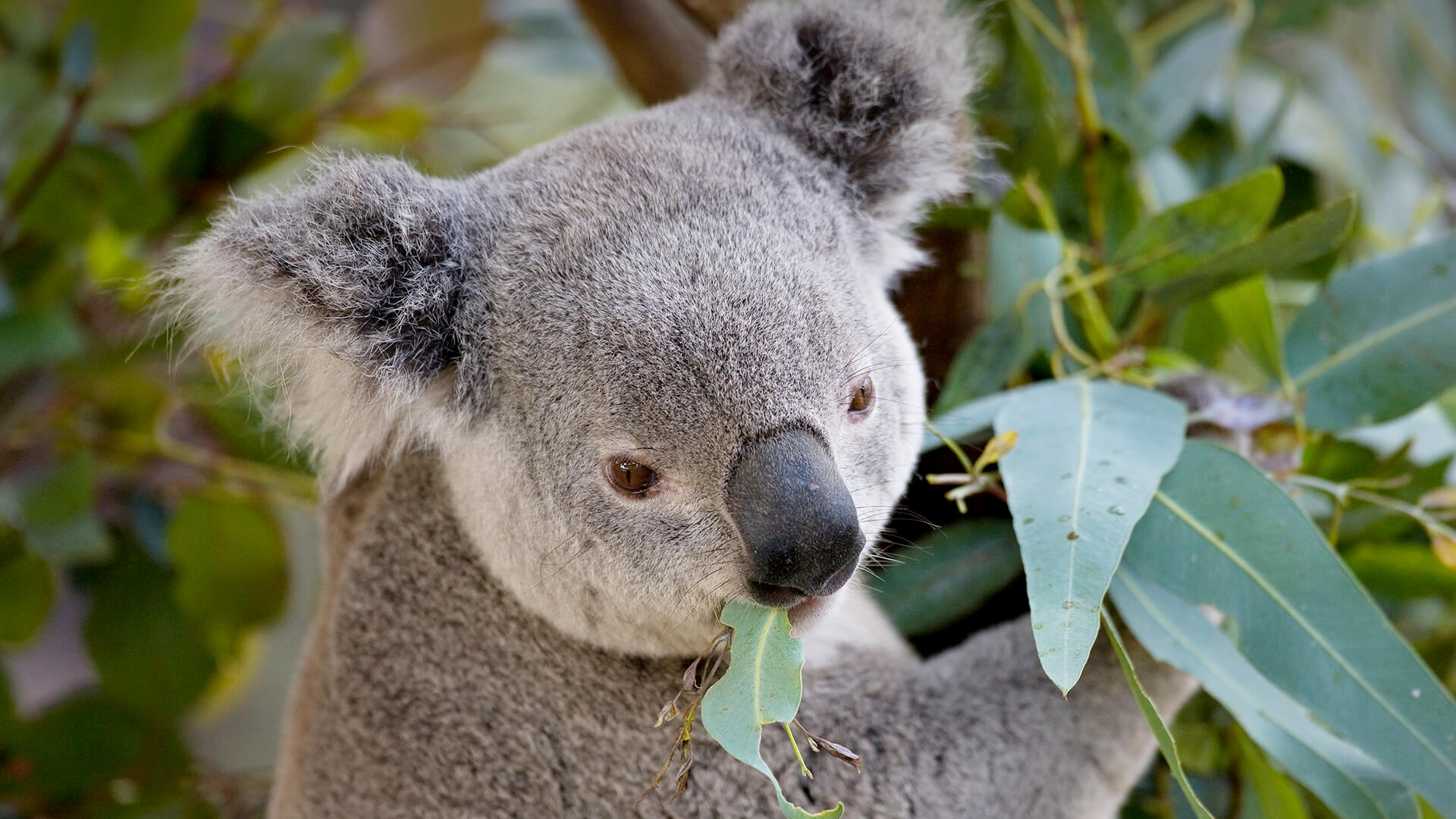 A koala munches on the leaves of the eucalyptus tree he sits in.