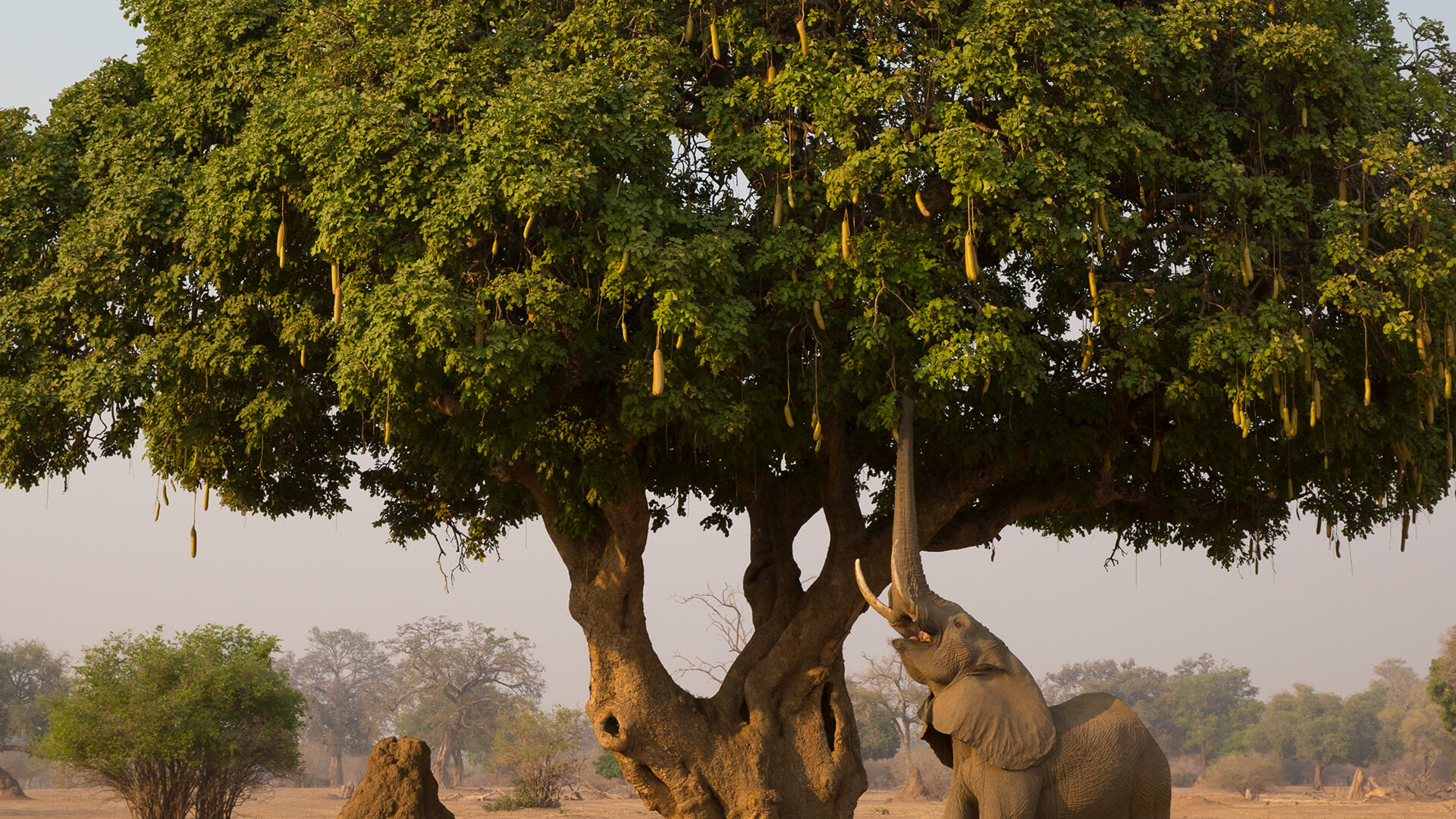 An African elephant using its trunk to grab fruit from a sausage tree.