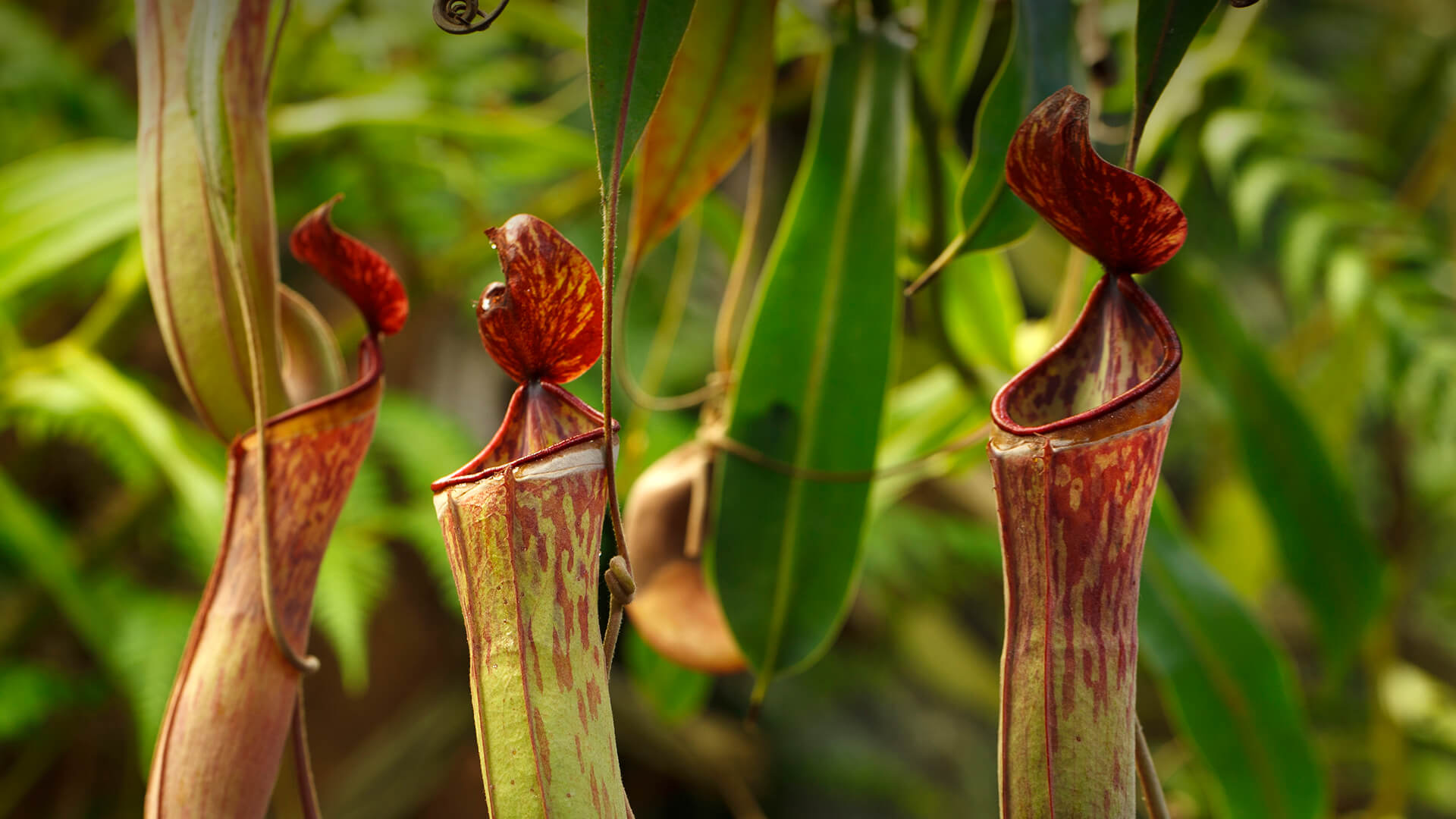 Three tropical pitcher plant "traps"