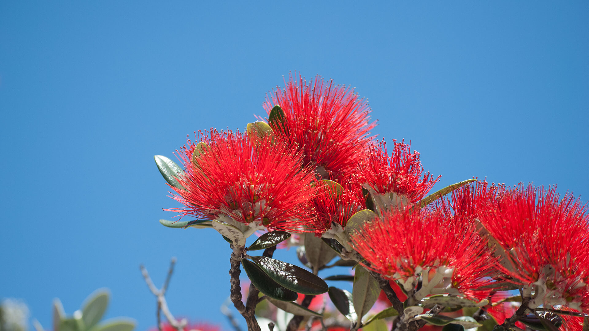 New Zealand Christmas Tree flowers