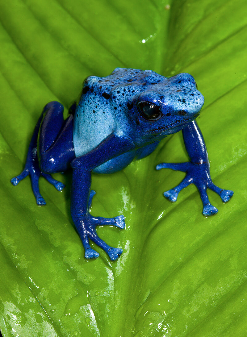 Poison Frog | San Diego Zoo Animals & Plants
