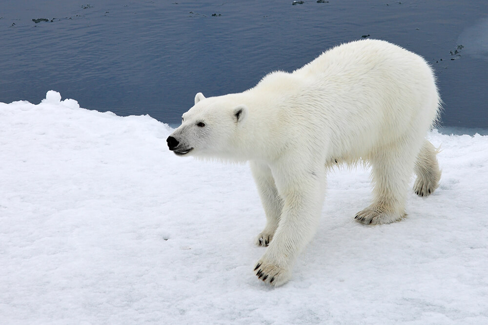 animal alley polar bear