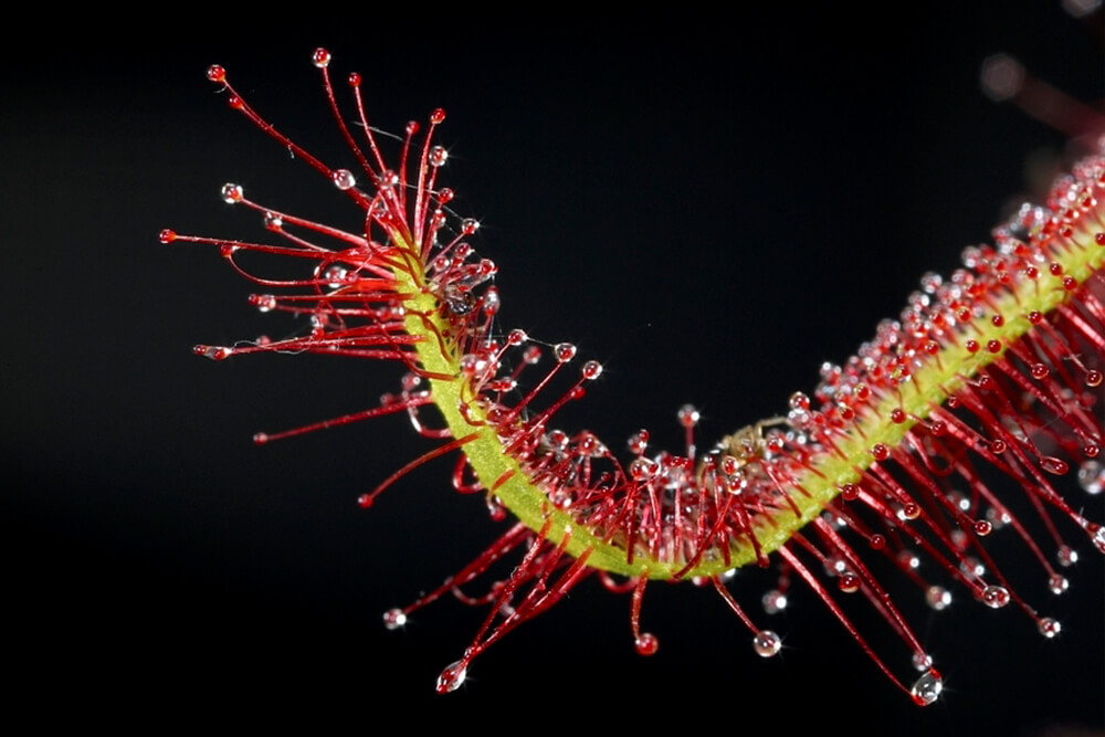 A long sundew leaf, covered with sticky, nectar-tipped tentacles