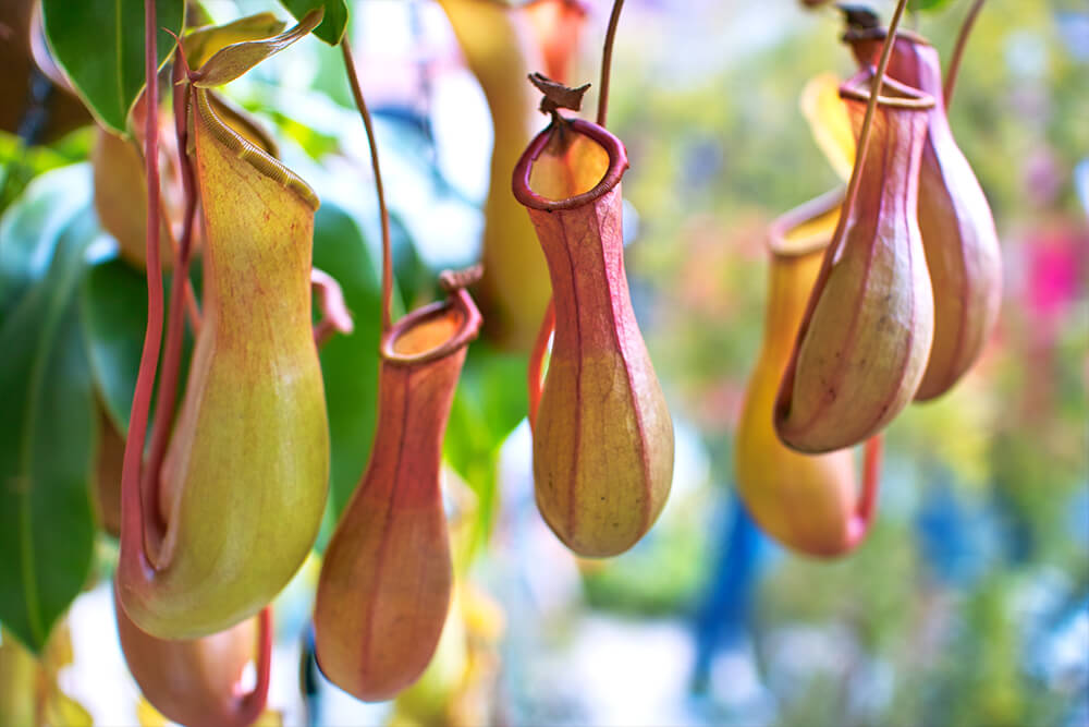 Water pitcher plant information