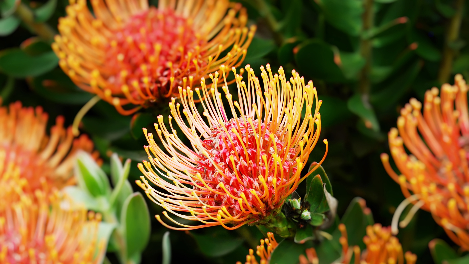 African Protea | San Diego Zoo Animals & Plants