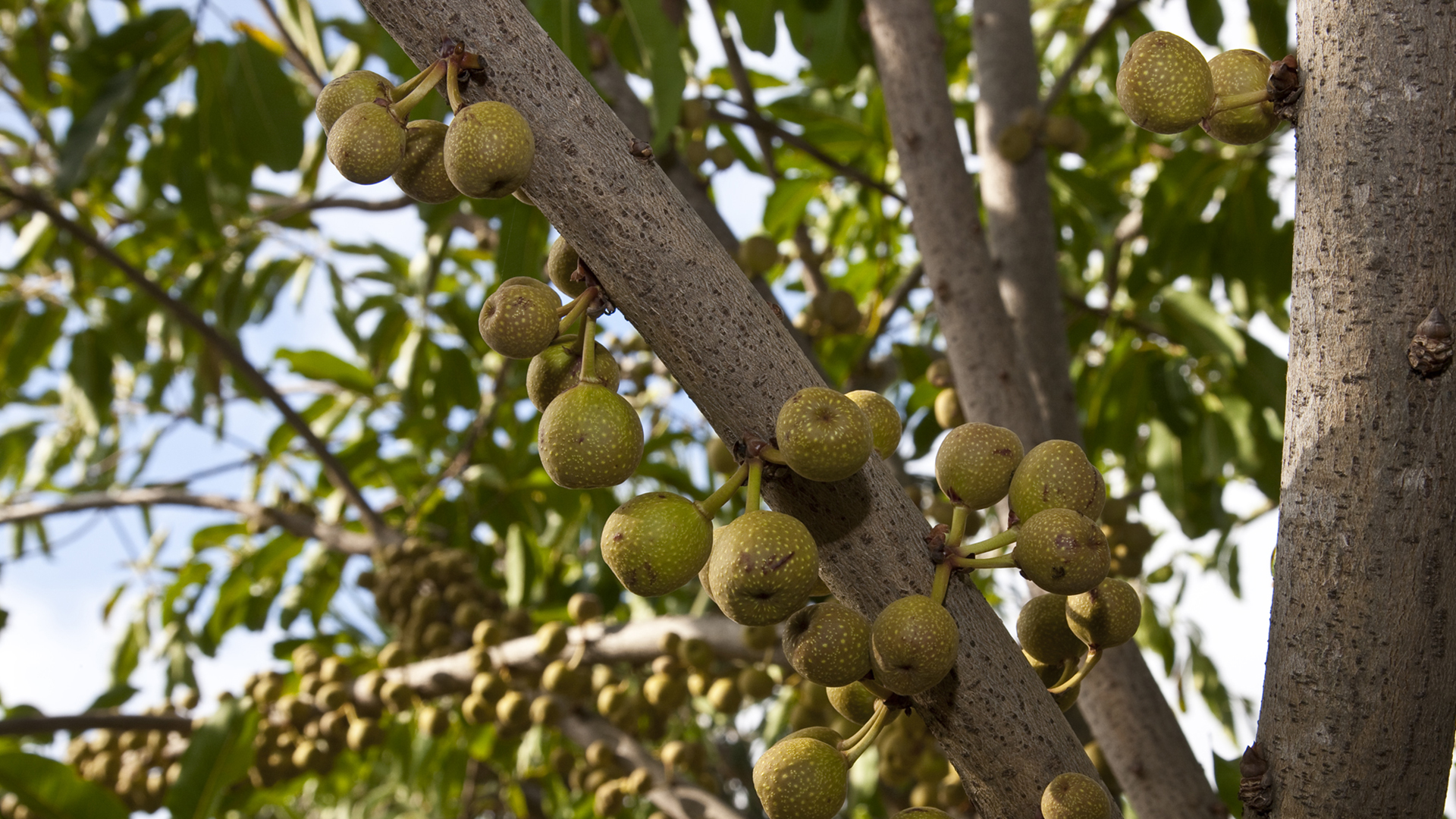 Many figs are shown hanging on a ficus tree.