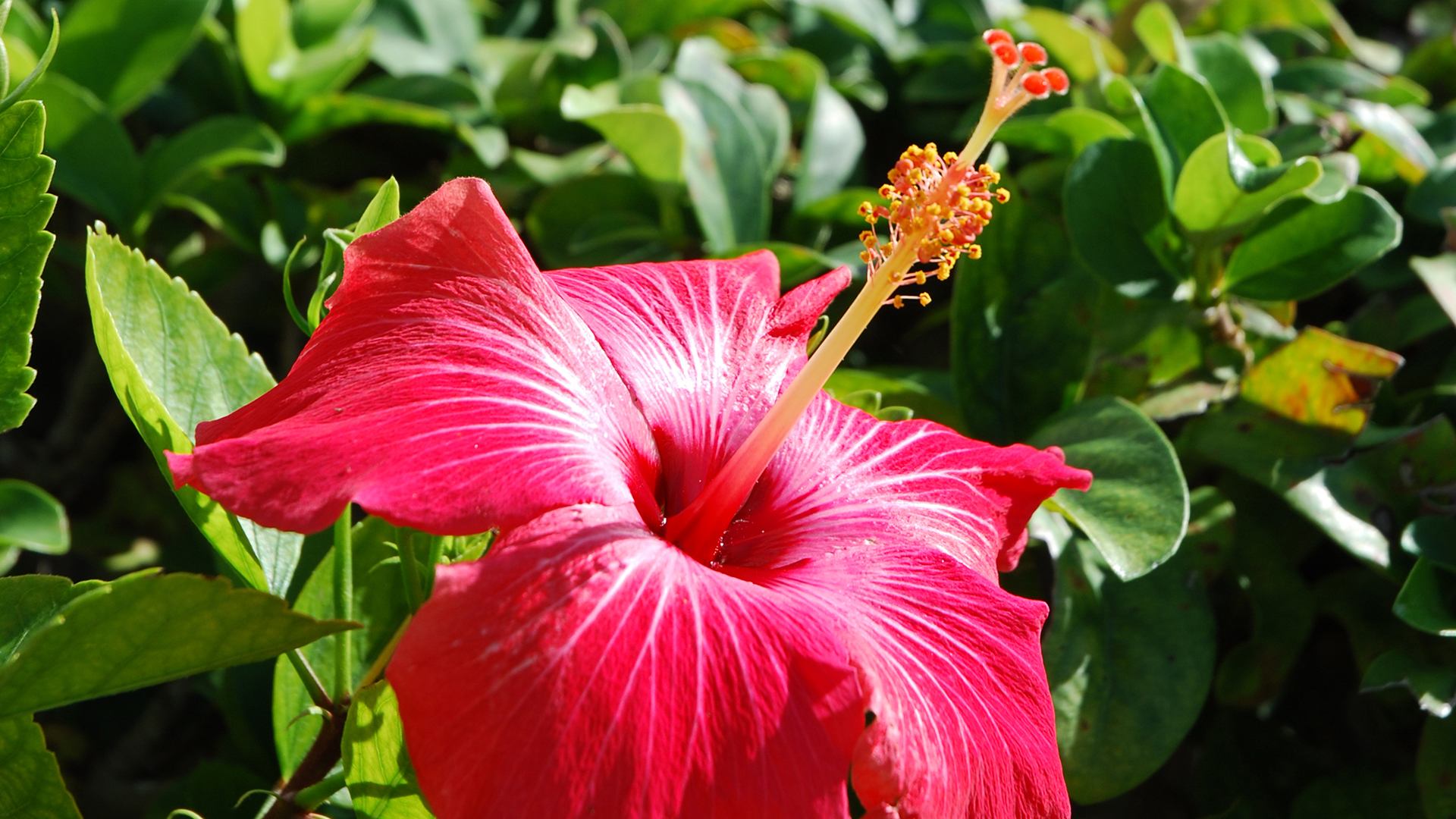 A red hibiscus flower.