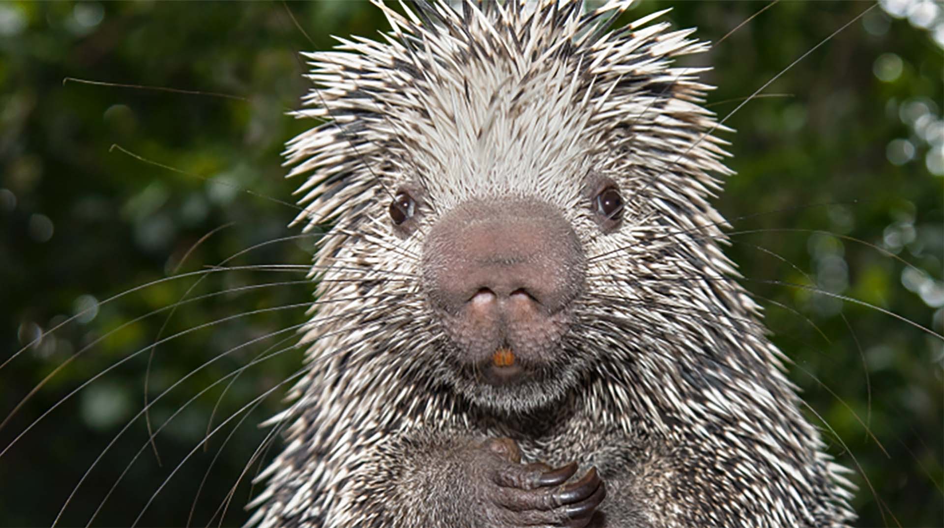 Porcupine | San Diego Zoo Animals & Plants