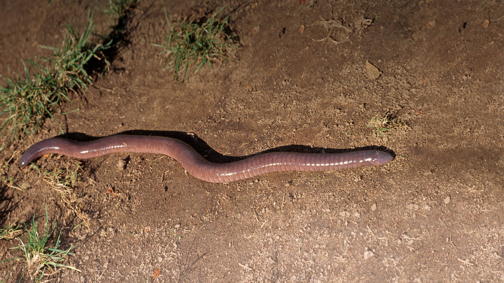  Caecilian slithering along dirt ground