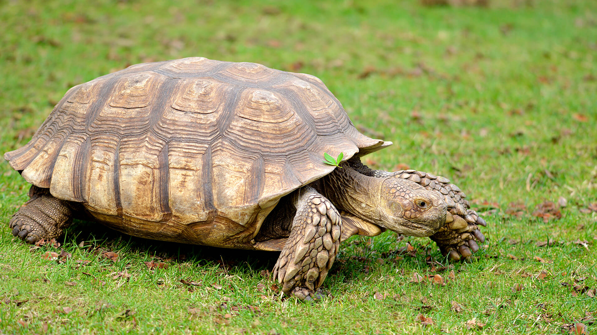 african-spurred-tortoise-san-diego-zoo-animals-plants