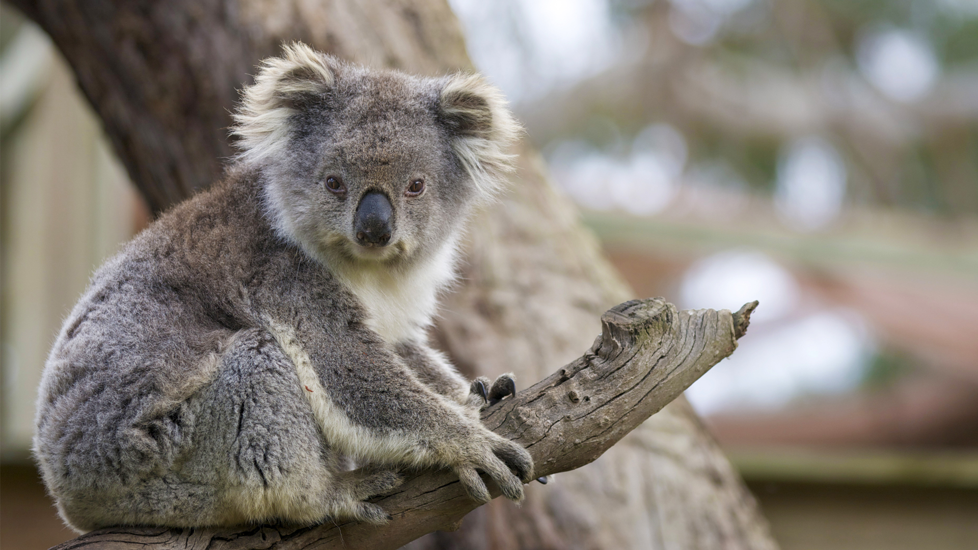 a koala on a branch