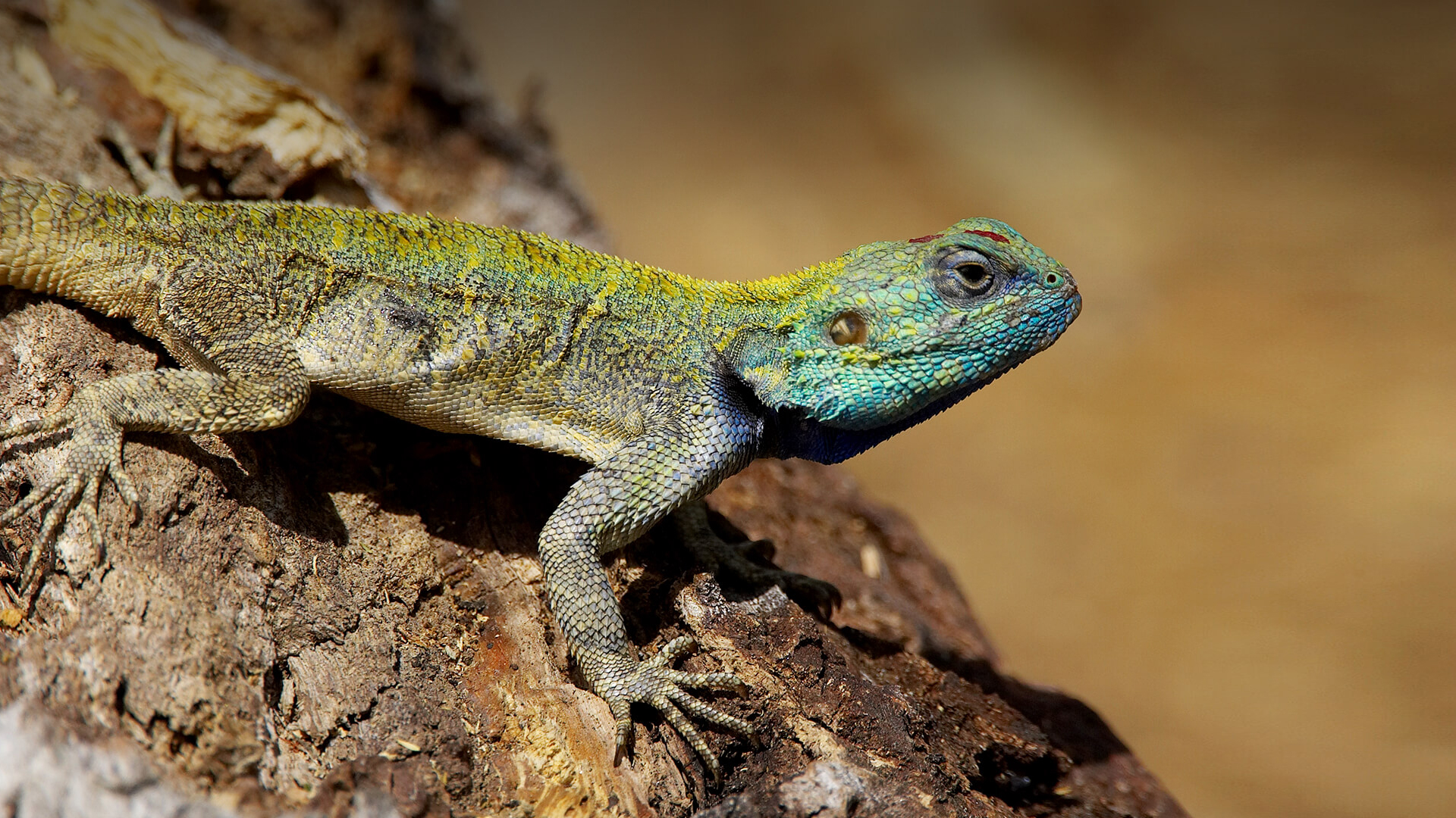 Green-headed tree agama lizard