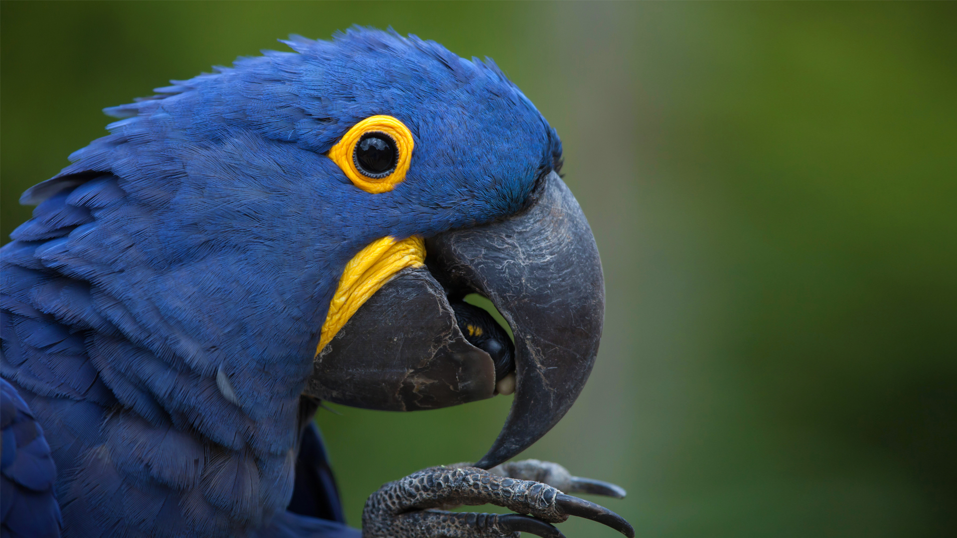 Hyacinth Macaws