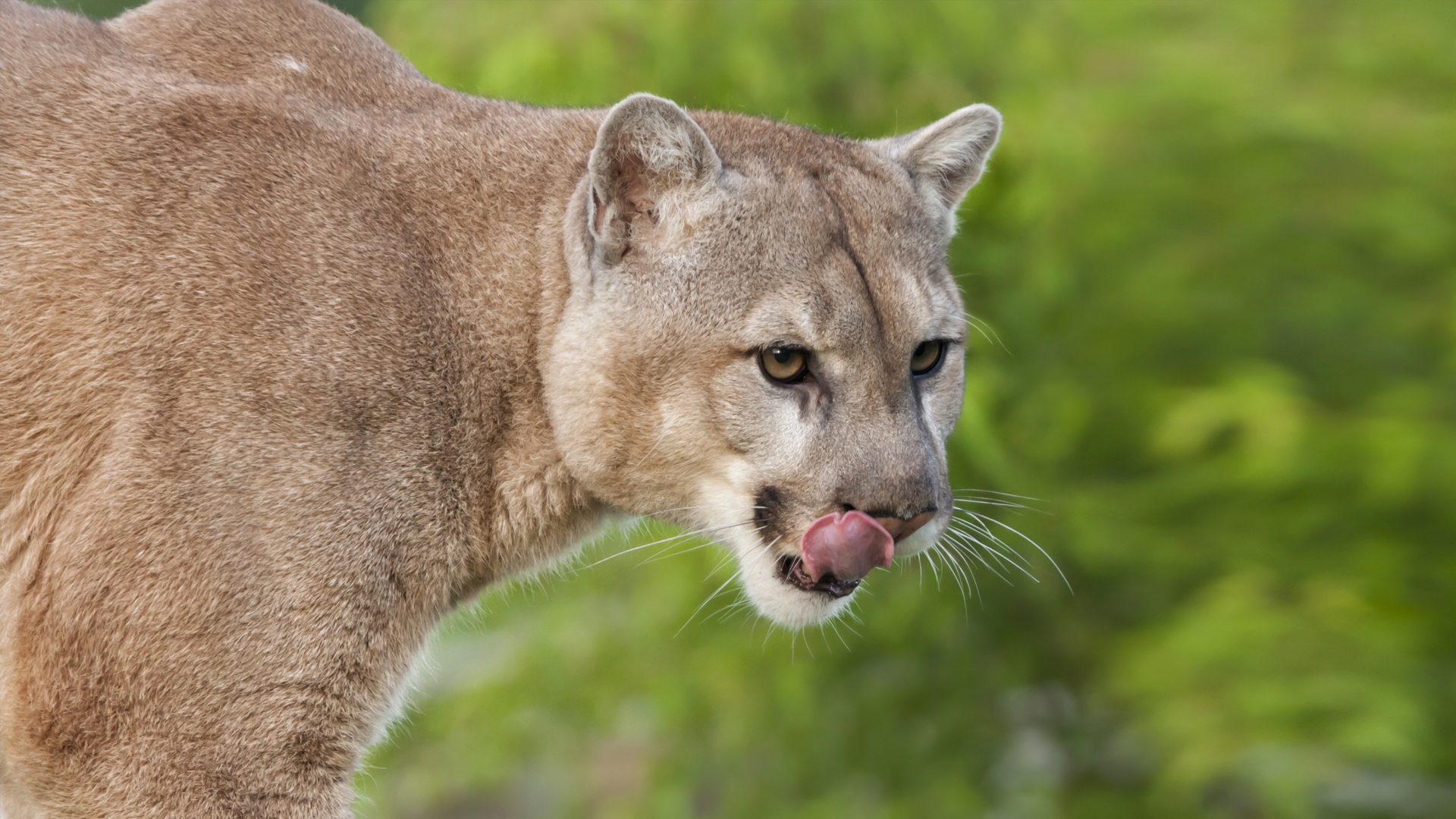 mountain lion licking lips