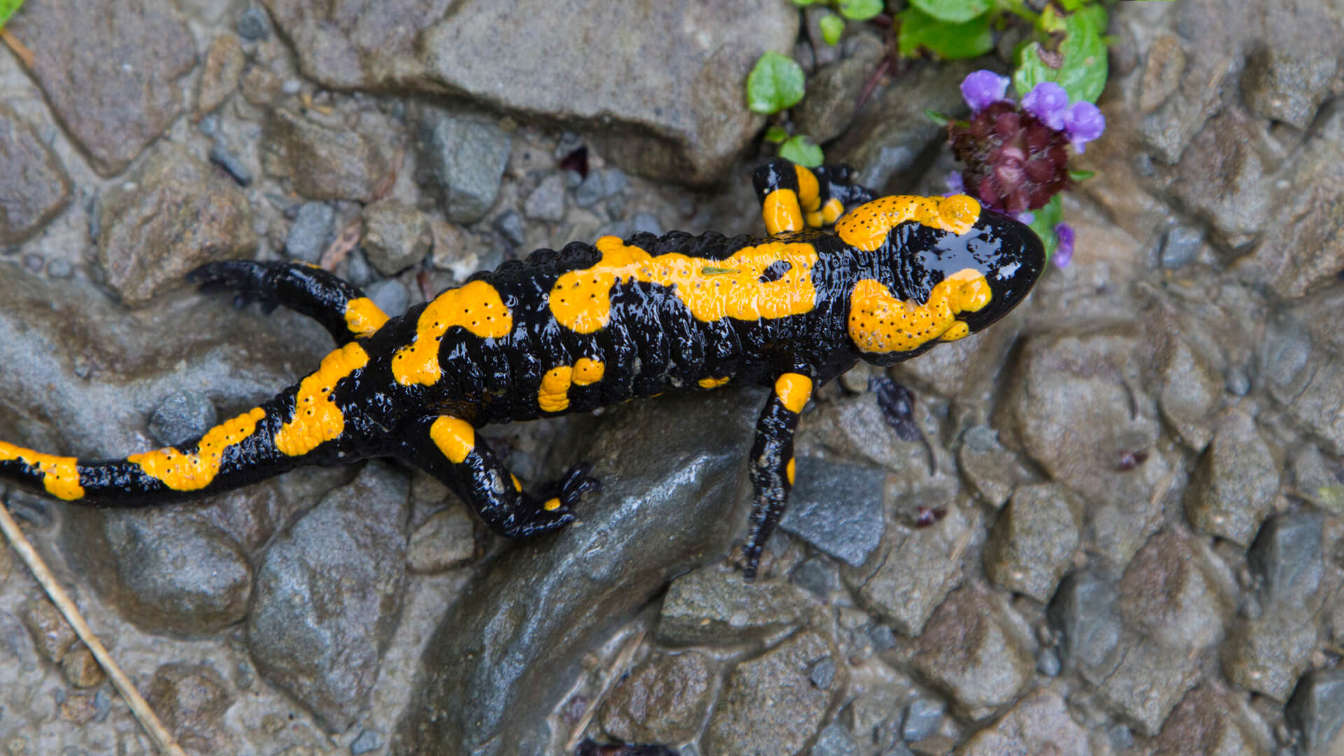 Fire salamander